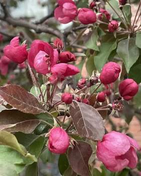 Дача 40м², 2-этажный, участок 6 сот.