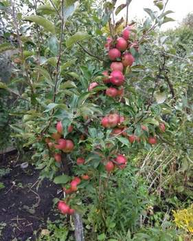 Дом 26м², 2-этажный, участок 3 сот.