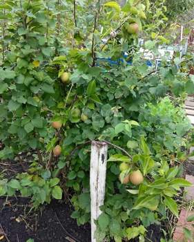 Дом 26м², 2-этажный, участок 3 сот.