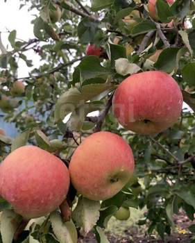 Дом 50м², 2-этажный, участок 4 сот.  