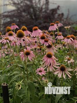 Дом 80м², 2-этажный, участок 6 сот.  